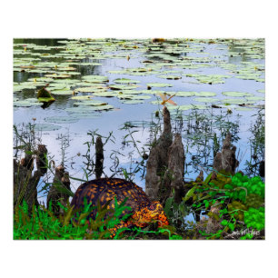 Schildkröte Libelle Pneumatophore Teich Poster