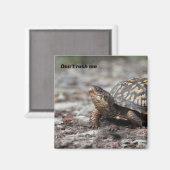 Schildkröte Magnet (Vorderseite/Rückseite)