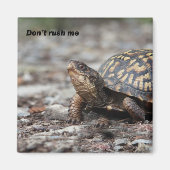 Schildkröte Magnet (Vorne)