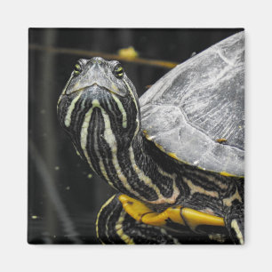 Schildkröte Magnet