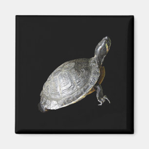 Schildkröte Magnet