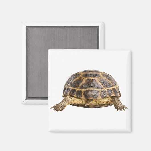 Schildkröte Magnet (Vorderseite/Rückseite)