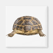 Schildkröte Magnet (Vorne)