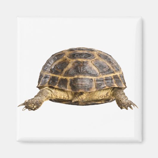 Schildkröte Magnet (Vorne)