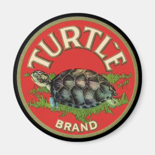 Schildkröte Magnet