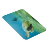 Schildkröte Magnet (Rechte Seite)