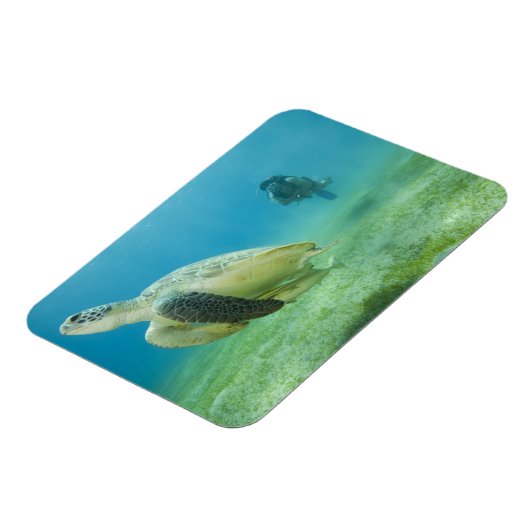 Schildkröte Magnet (Linke Seite)