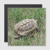 Schildkröte  magnetkarte (Vorne/Hinten)