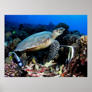 Schildkröte mit Fischplakat Poster
