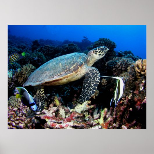Schildkröte mit Fischplakat Poster (Vorne)