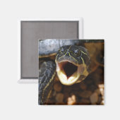 Schildkröte mit Mouth Open Magnet (Vorderseite/Rückseite)