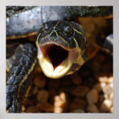 Schildkröte mit Mouth Open Poster (Vorne)