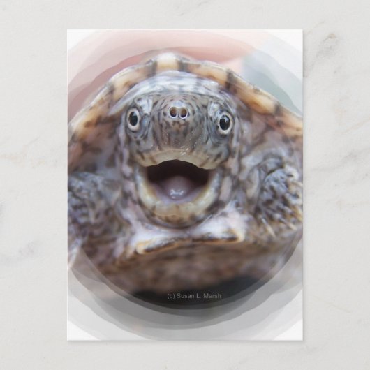Schildkröte mit offenem runden Rahmen Mad Musk Sch Postkarte (Vorderseite)