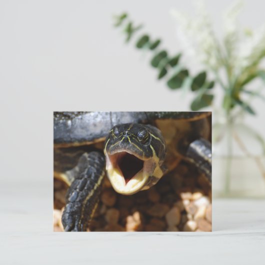 Schildkröte mit offenen Postkarten (Stehend Vorderseite)