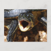 Schildkröte mit offenen Postkarten (Vorderseite)