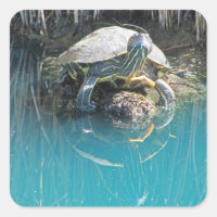 Schildkröte mit Wasser Reflection Foto Tiersee
