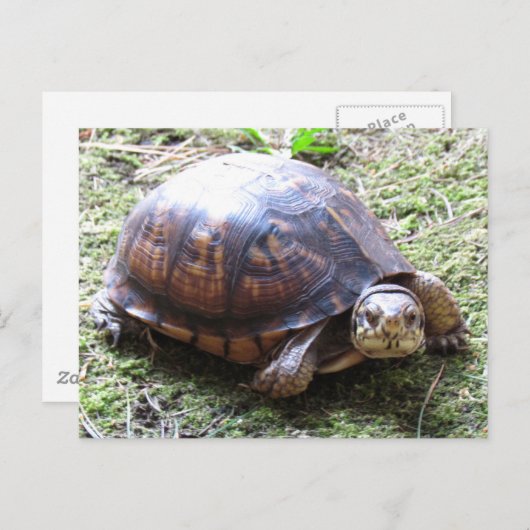 Schildkröte - Mossy Path Postkarte (Vorne/Hinten)