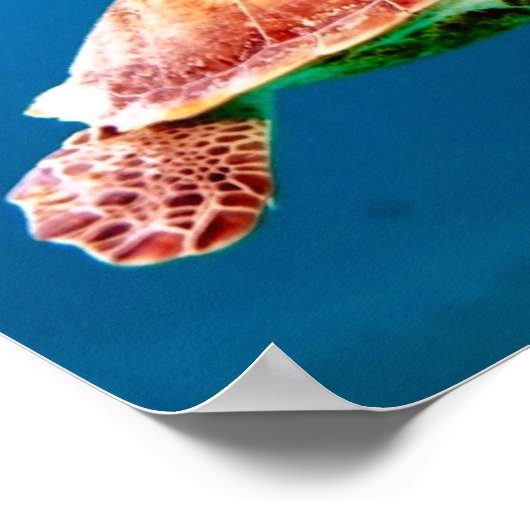 Schildkröte Poster (Ecke)