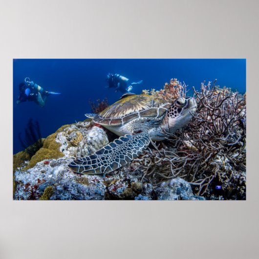 Schildkröte Poster (Vorne)