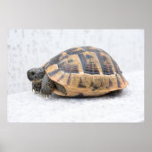 Schildkröte Poster (Vorne)