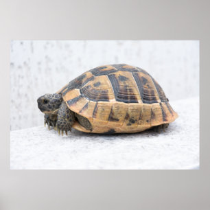 Schildkröte Poster