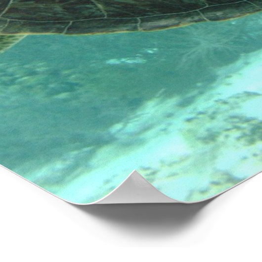 Schildkröte Poster (Ecke)