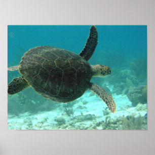 Schildkröte Poster