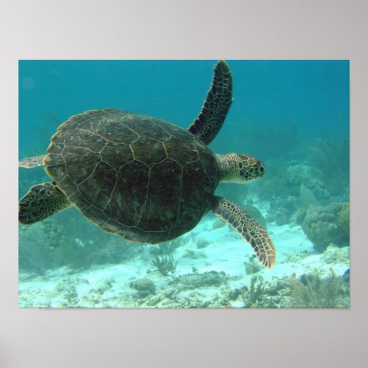 Schildkröte Poster (Vorne)