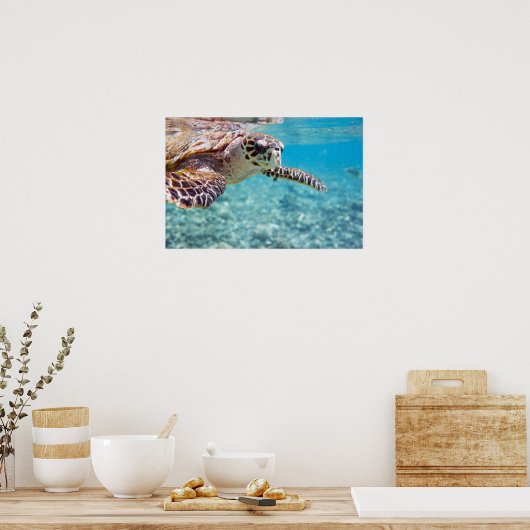 Schildkröte Poster (Küche)