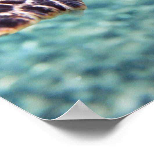 Schildkröte Poster (Ecke)