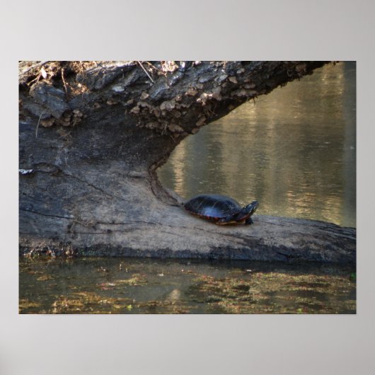 Schildkröte Poster (Vorne)