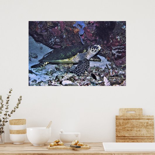 Schildkröte Poster (Küche)