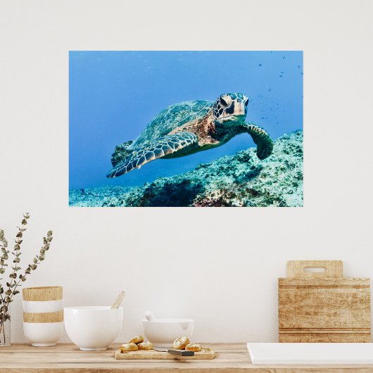 Schildkröte Poster (Küche)