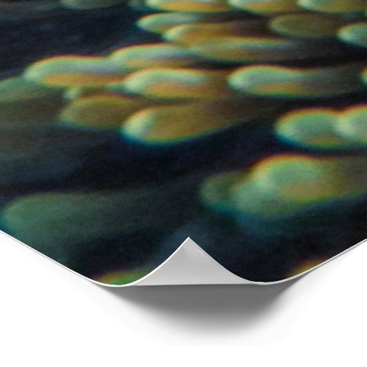 Schildkröte Poster (Ecke)