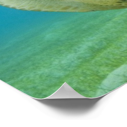 Schildkröte Poster (Ecke)