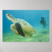 Schildkröte Poster (Vorne)