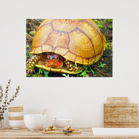Schildkröte Poster (Küche)