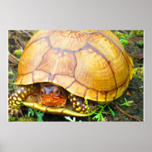Schildkröte Poster