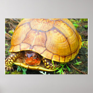 Schildkröte Poster