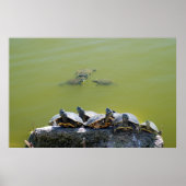 Schildkröte Poster (Vorne)