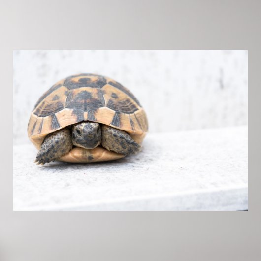 Schildkröte Poster (Vorne)