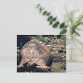 Schildkröte Postkarte (Stehend Vorderseite)