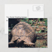 Schildkröte Postkarte (Vorne/Hinten)