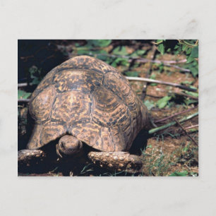 Schildkröte Postkarte