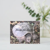 Schildkröte Postkarte (Stehend Vorderseite)
