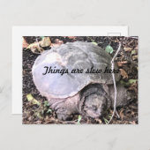 Schildkröte Postkarte (Vorne/Hinten)