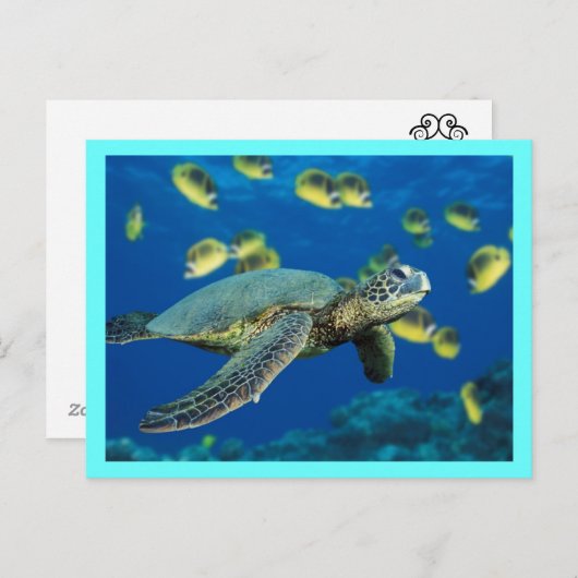 Schildkröte Postkarte (Vorne/Hinten)
