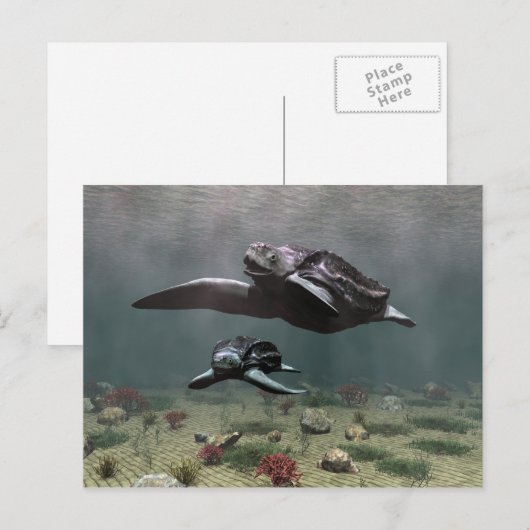 Schildkröte Postkarte (Vorne/Hinten)