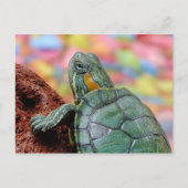Schildkröte Postkarte (Vorderseite)