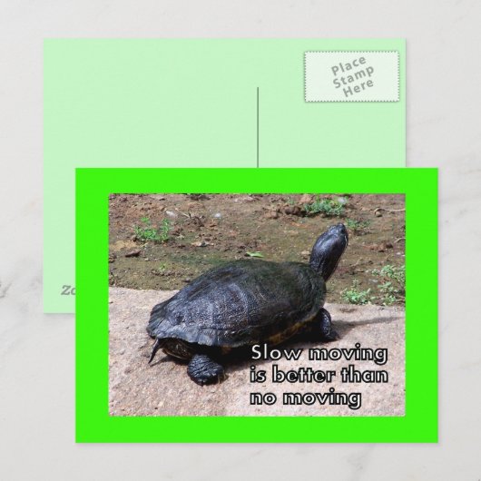 Schildkröte Postkarte (Vorne/Hinten)